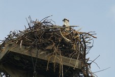 Enlarge photo 121