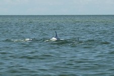 Enlarge photo 131