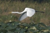 Wildlife