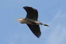 Wildlife at the Wetlands Boardwalk