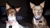 Past Puppies!