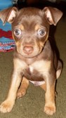 Past Puppies!