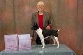 Treasured Rat Terriers In New Jersey!