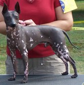 AHT Breed Information