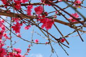 Enlarge photo 76