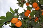 Enlarge photo 177