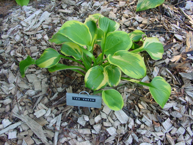Hosta Photo