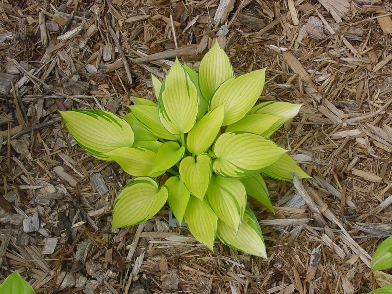 Hosta Photo