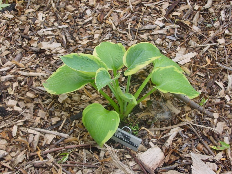 Hosta Photo
