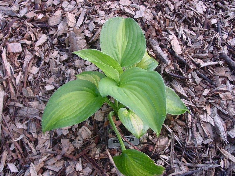 Hosta Photo