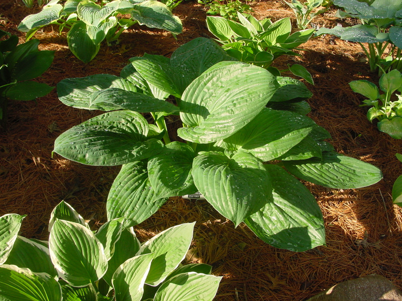 Hosta Photo