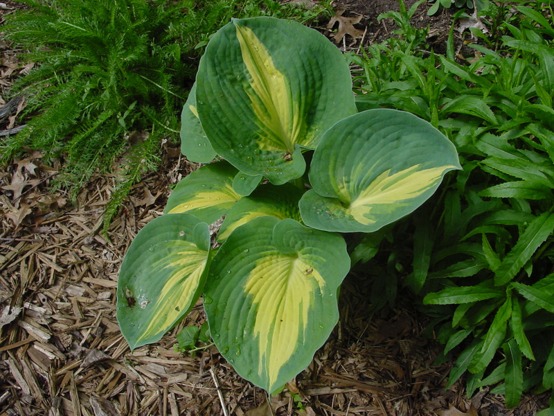 Hosta Photo