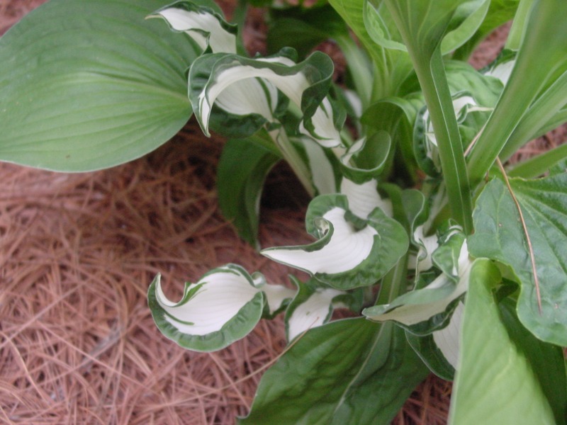 Hosta Photo