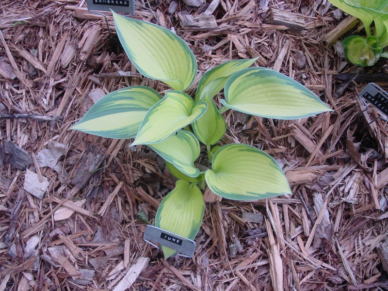 Hosta Photo