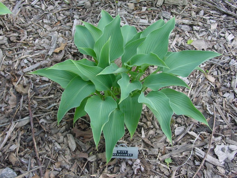 Hosta Photo