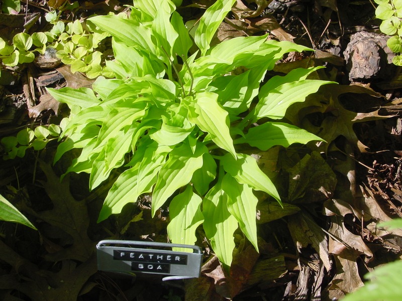 Hosta Photo