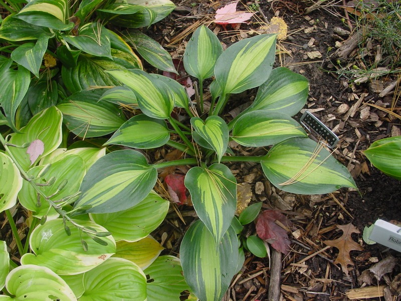 Hosta Photo