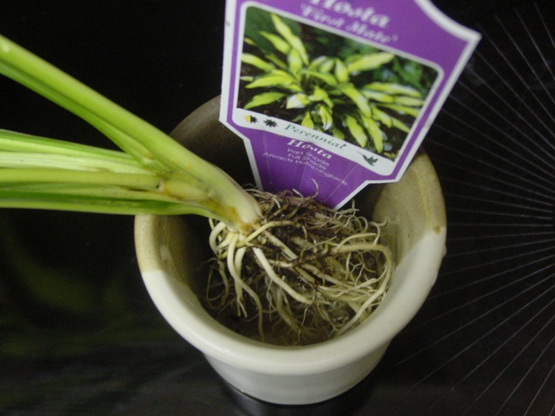 Hosta Photo