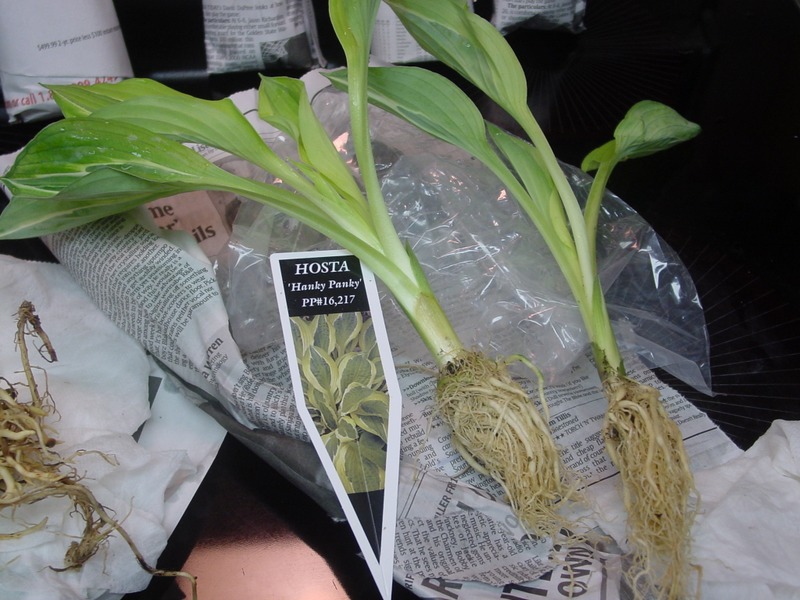 Hosta Photo