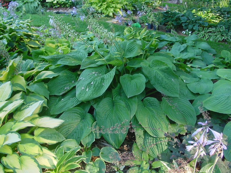 Hosta Photo