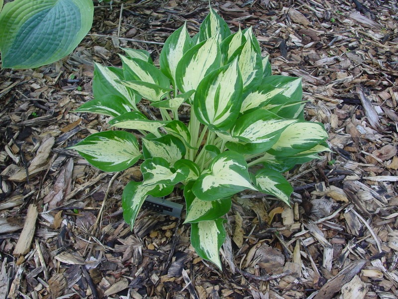 Hosta Photo