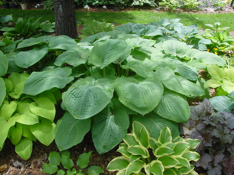 Hosta Photo