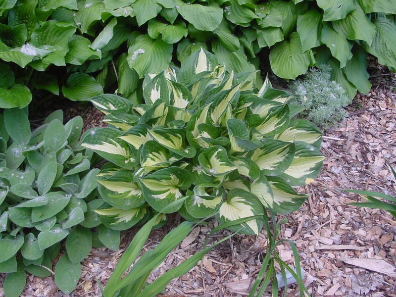 Hosta Photo