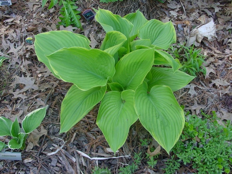 Hosta Photo