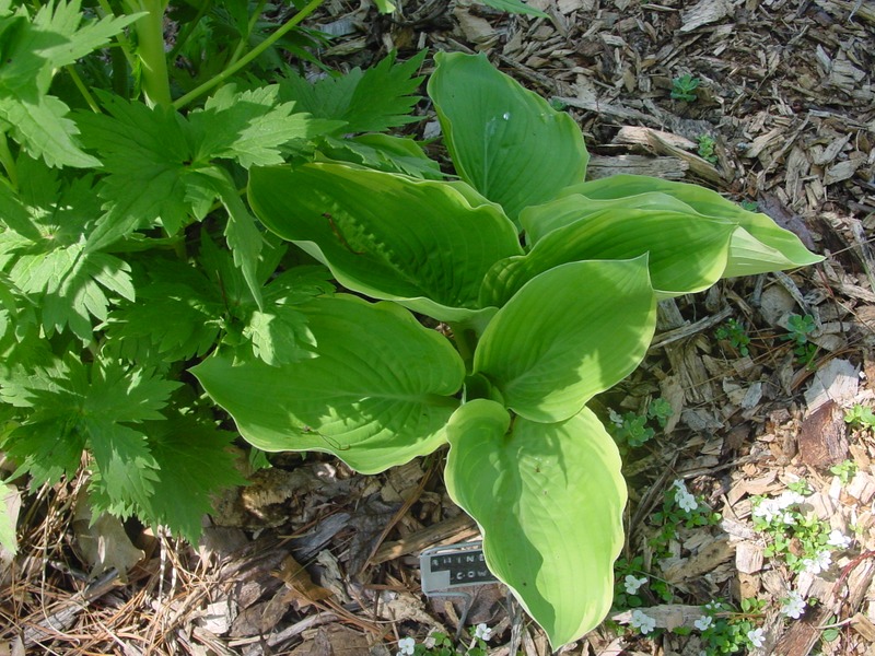 Hosta Photo