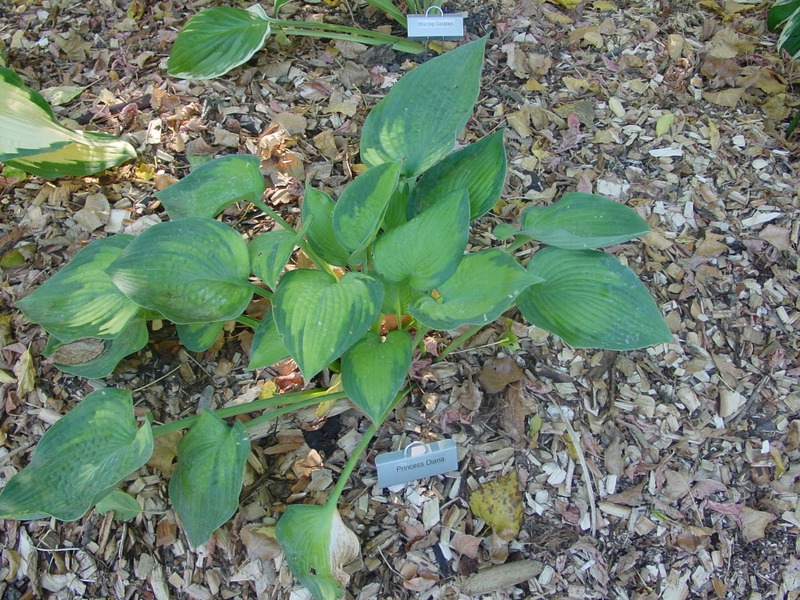 Hosta Photo