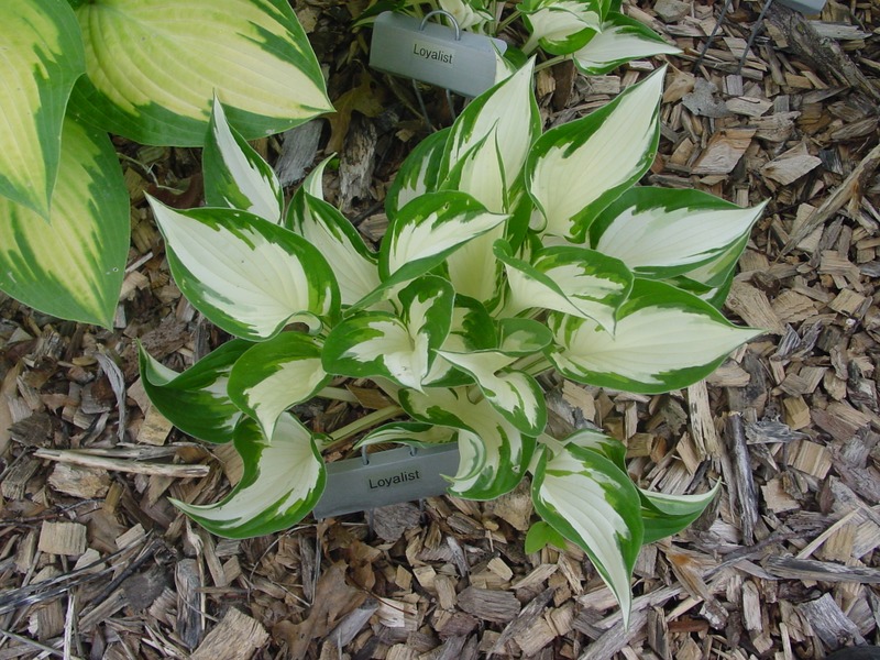 Hosta Photo