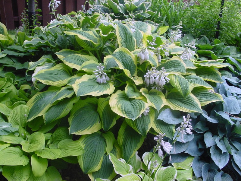 Hosta Photo