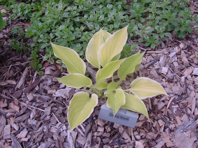 Hosta Photo