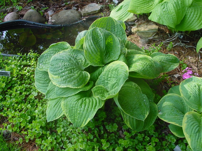 Hosta Photo
