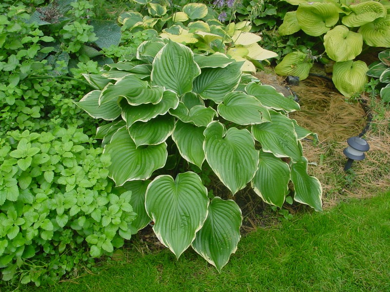 Hosta Photo