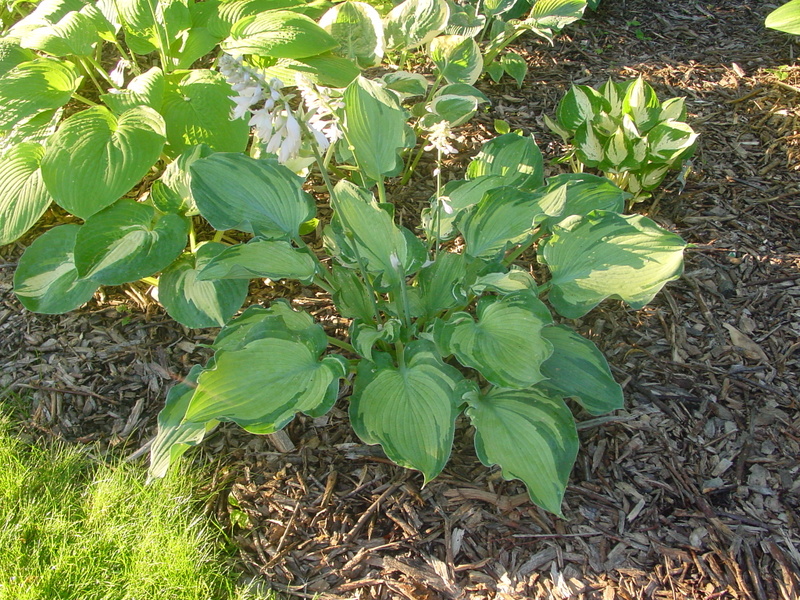 Hosta Photo