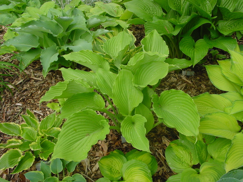 Hosta Photo