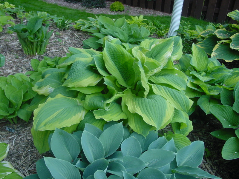 Hosta Photo