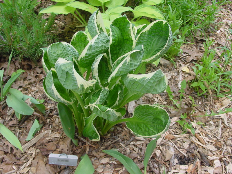 Hosta Photo