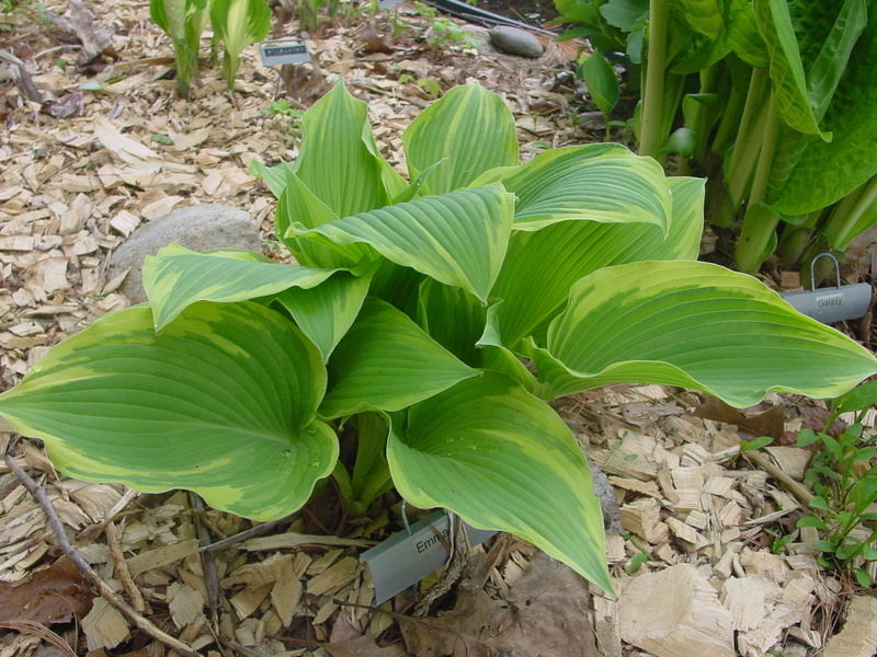 Hosta Photo
