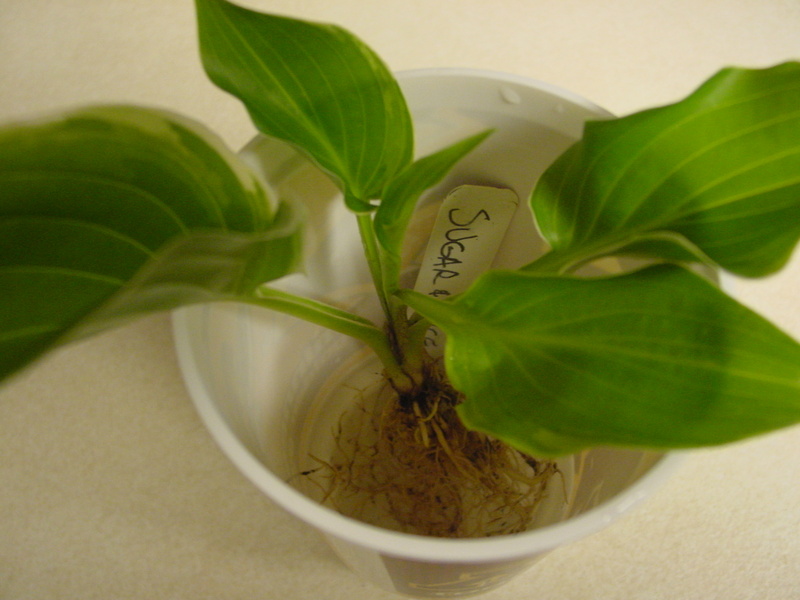 Hosta Photo