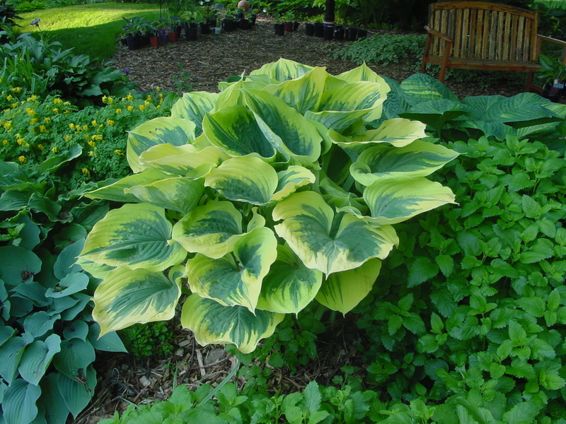 Hosta Photo