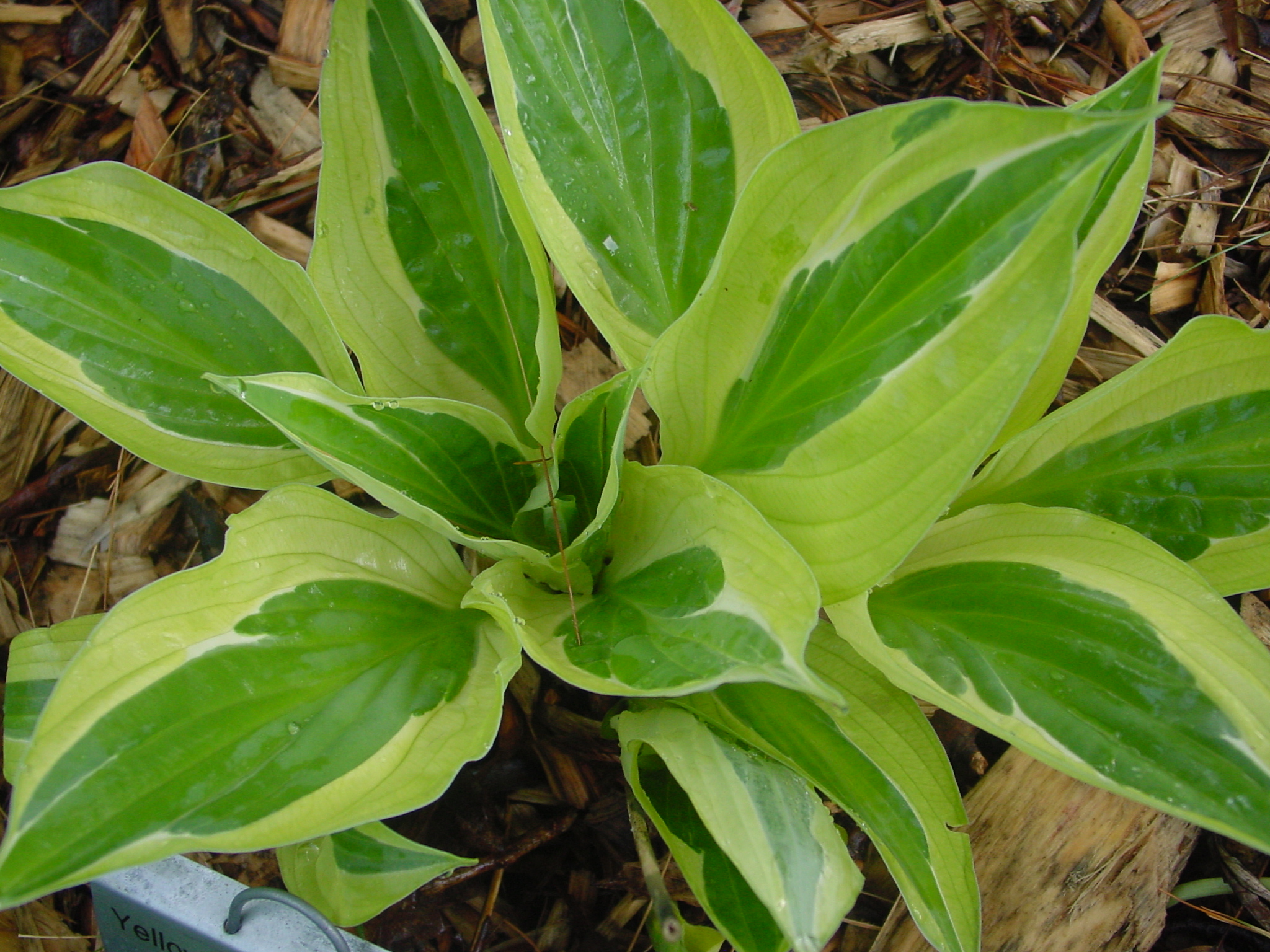 bikini polka dot Hosta yellow