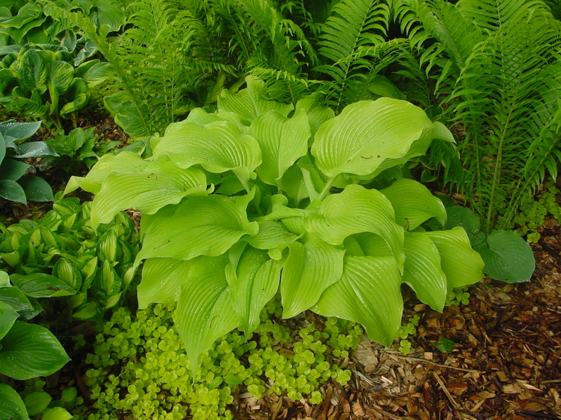 Hosta Photo