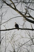 Enlarge photo 94