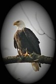Enlarge photo 219