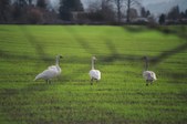 Enlarge photo 95