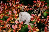 Enlarge photo 44