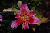 Enlarge photo 153