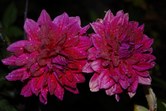 Enlarge photo 154